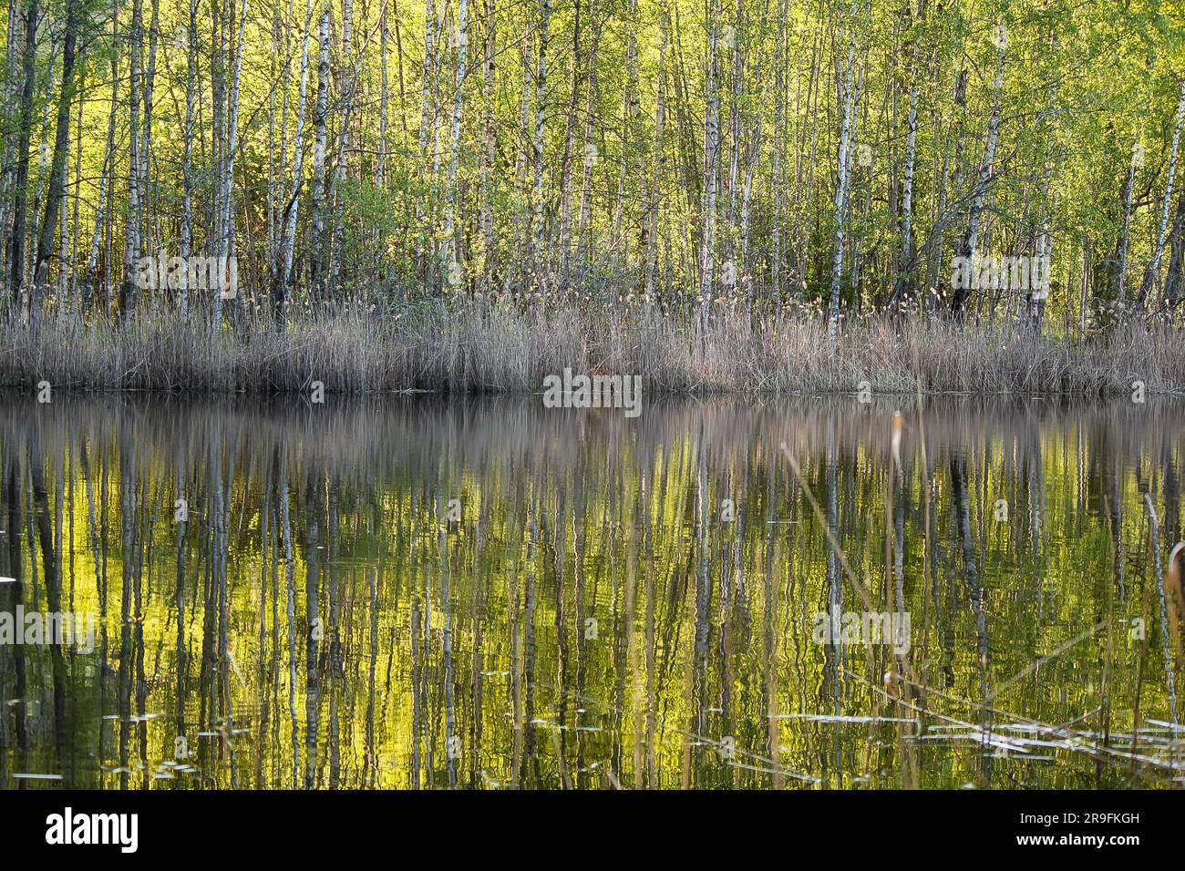 reflection of trees in the lake - Dælivannet Stock Photo - Alamy