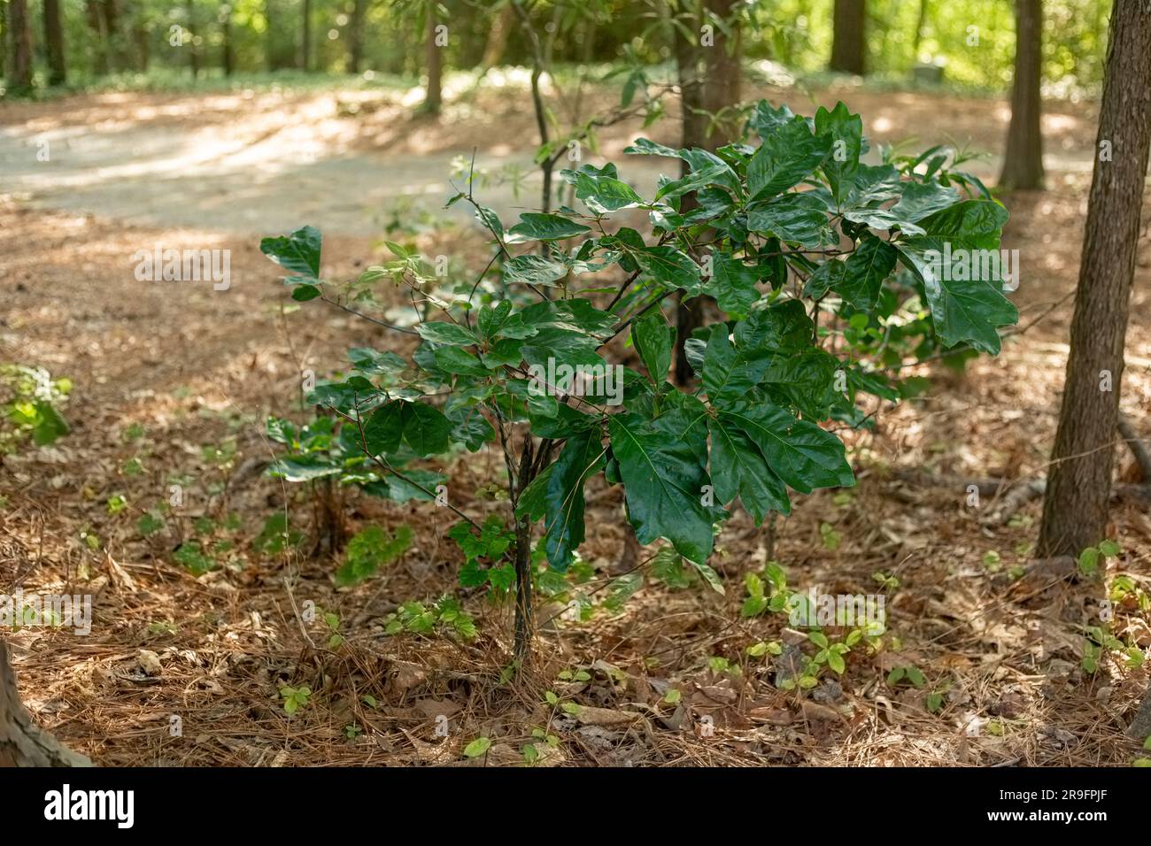 A young Blackjack Oak tree (Quercus marilandica) sprouts upward in the North Carolina forest understory. Stock Photo