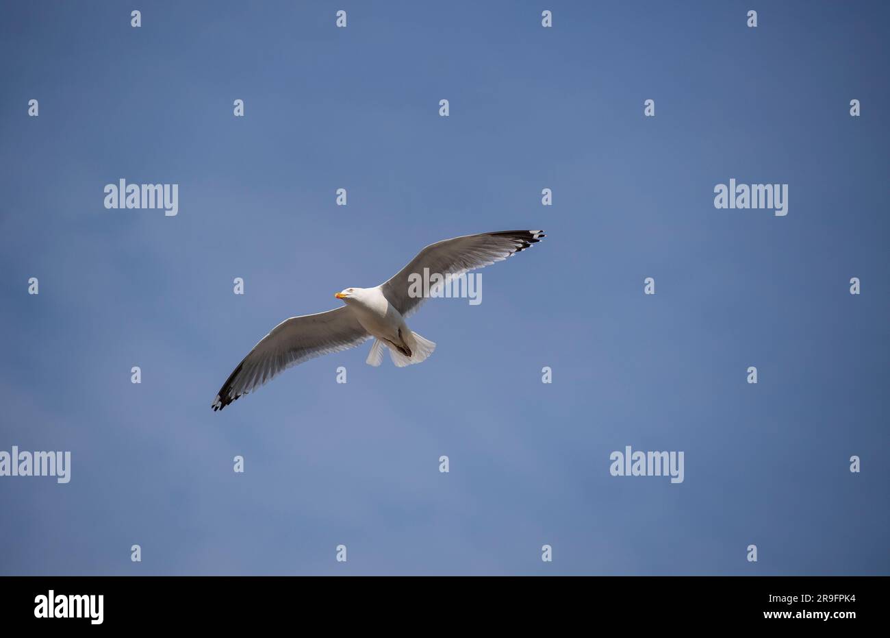 Seagull flying in a blue sky Stock Photo