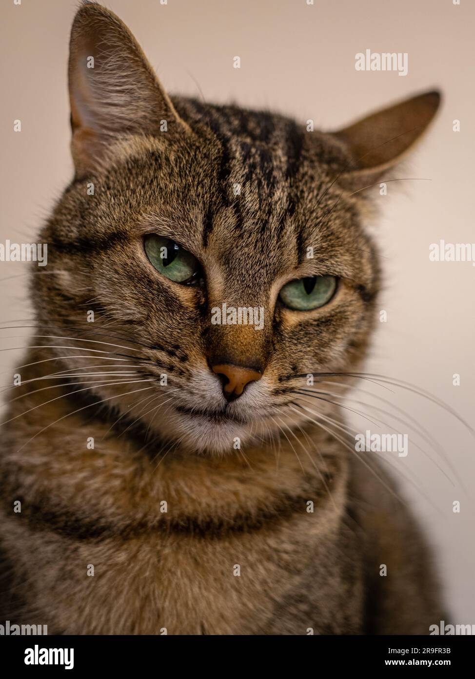 Majestic Stripes: A Serious Gaze of a Green-Eyed Tabby Stock Photo