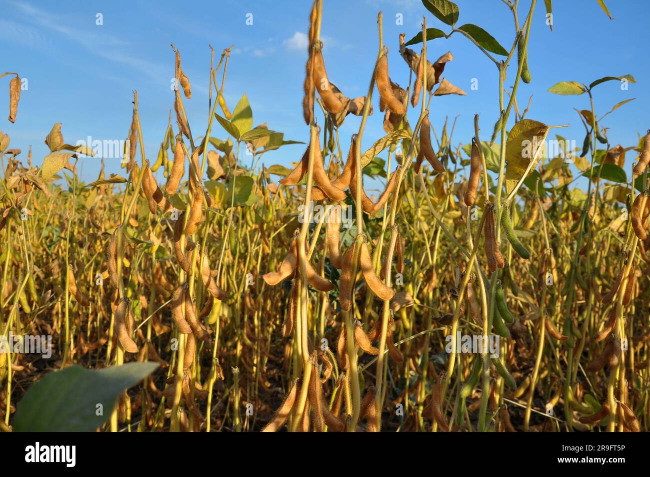 Soya bean plantation hi-res stock photography and images - Alamy