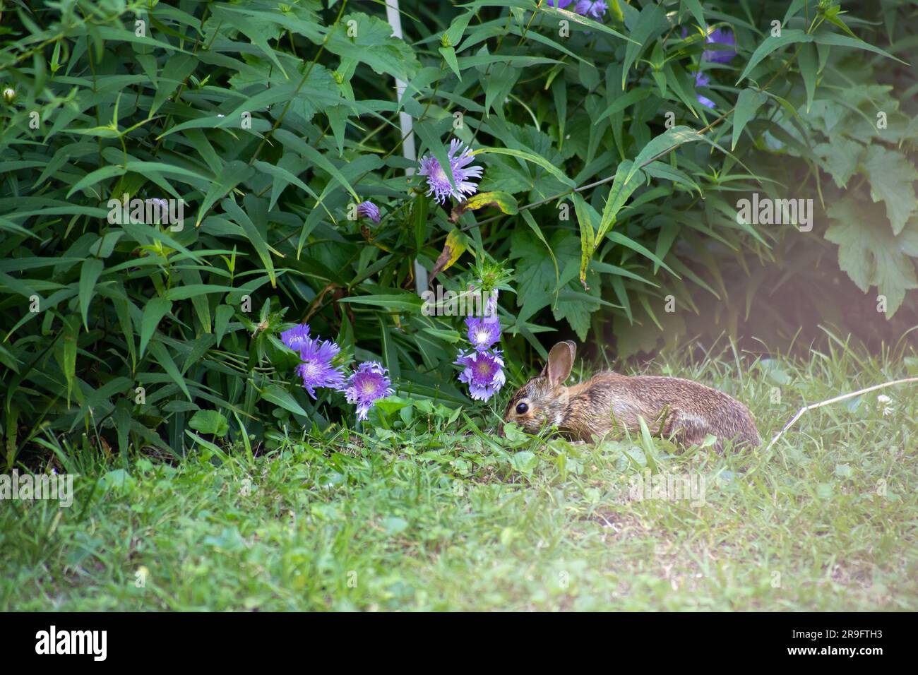A young eastern cottontail rabbit (Sylvilagus floridanus) nibbles on clover under the purple flowers of Stokes' Aster (Stokesia laevis) in a garden Stock Photo