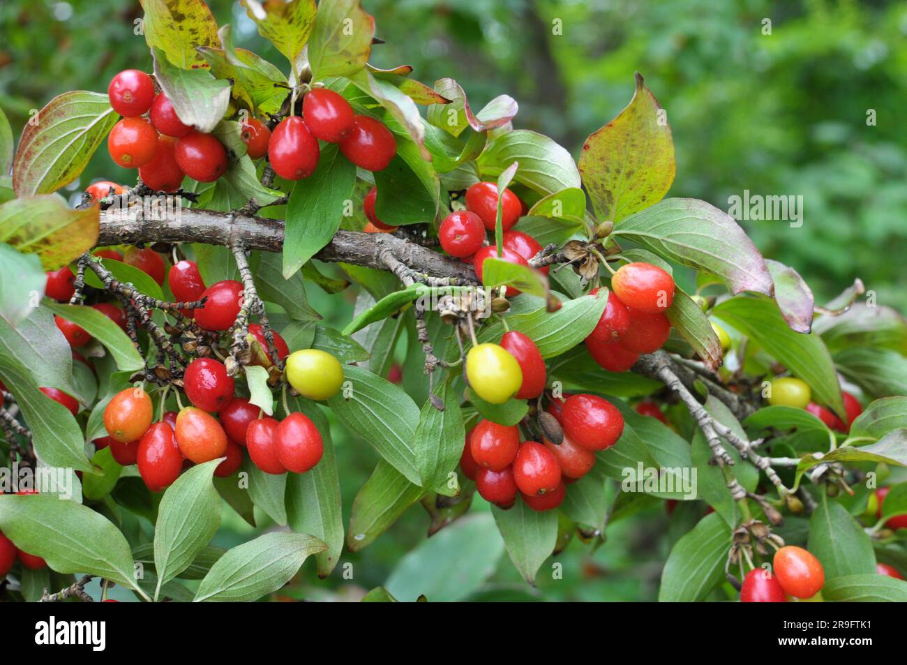 In the garden on a tree branch ripen dogwood fruits Stock Photo