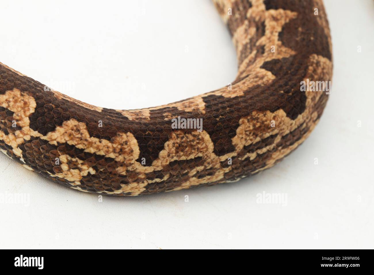 Solomon island ground boa snake or Candoia carinata paulsoni isolated on white on white background Stock Photo