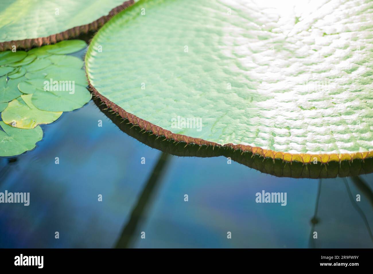 giant water lilies (Victoria Boliviana) in Adelaide park fountain Stock Photo Alamy