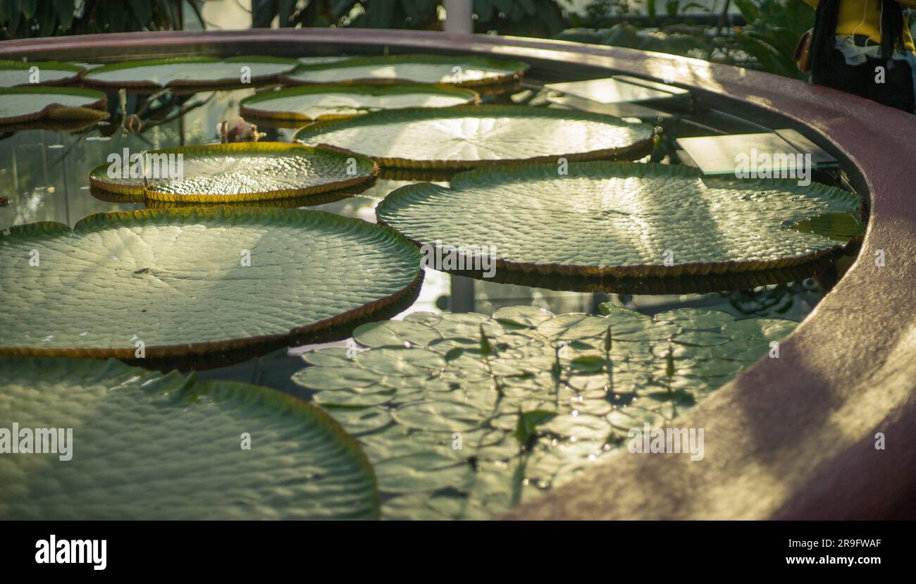 giant water lilies (Victoria Boliviana) in Adelaide park fountain Stock Photo Alamy