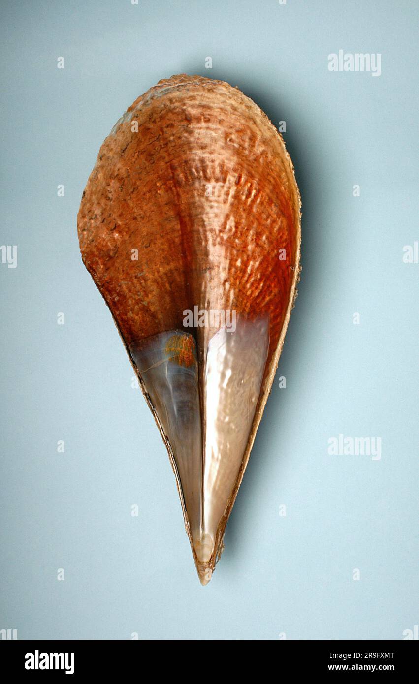 Pinna nobilis, Pinnidae Stock Photo