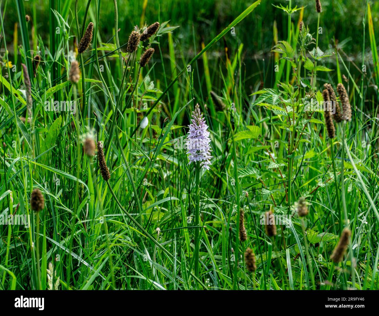 A moorland spotted orchid, (Dactylorhiza maculata) growing along the banks of the Royal Canal near Cloondara, County Longford, Ireland. Stock Photo