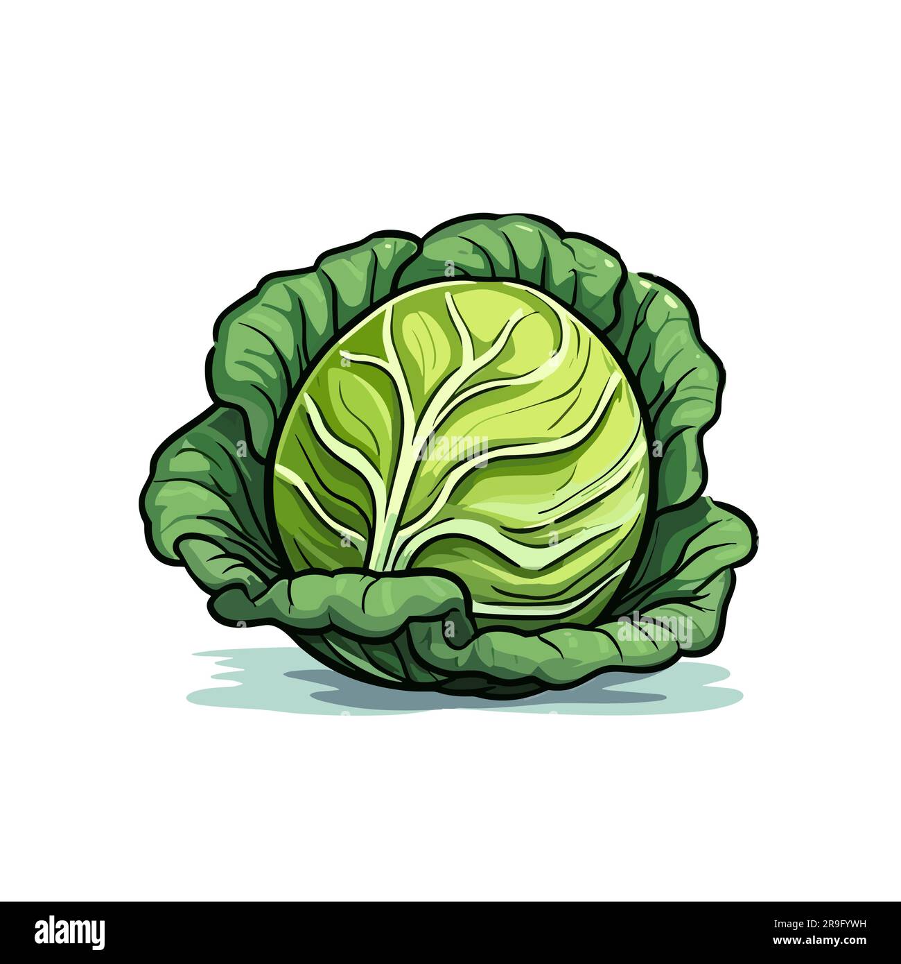 Cabbage. Cabbage handdrawn illustration. Vector doodle style cartoon