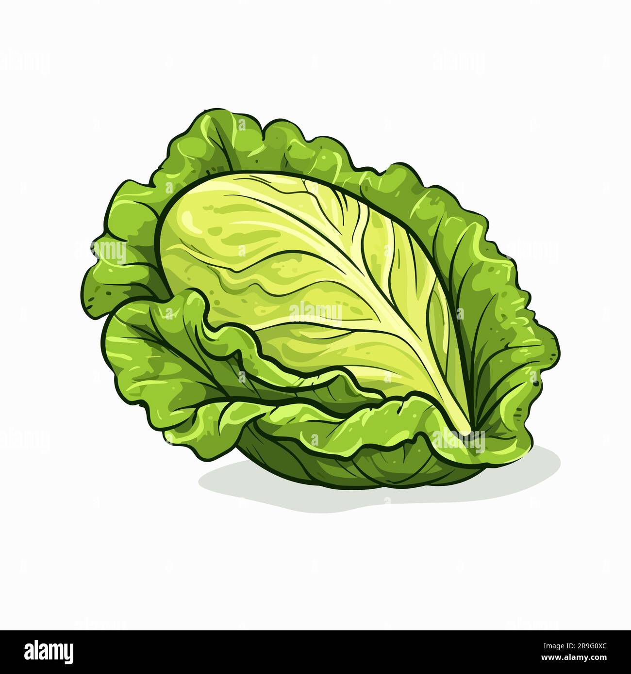 Lettuce. Lettuce handdrawn illustration. Vector doodle style cartoon