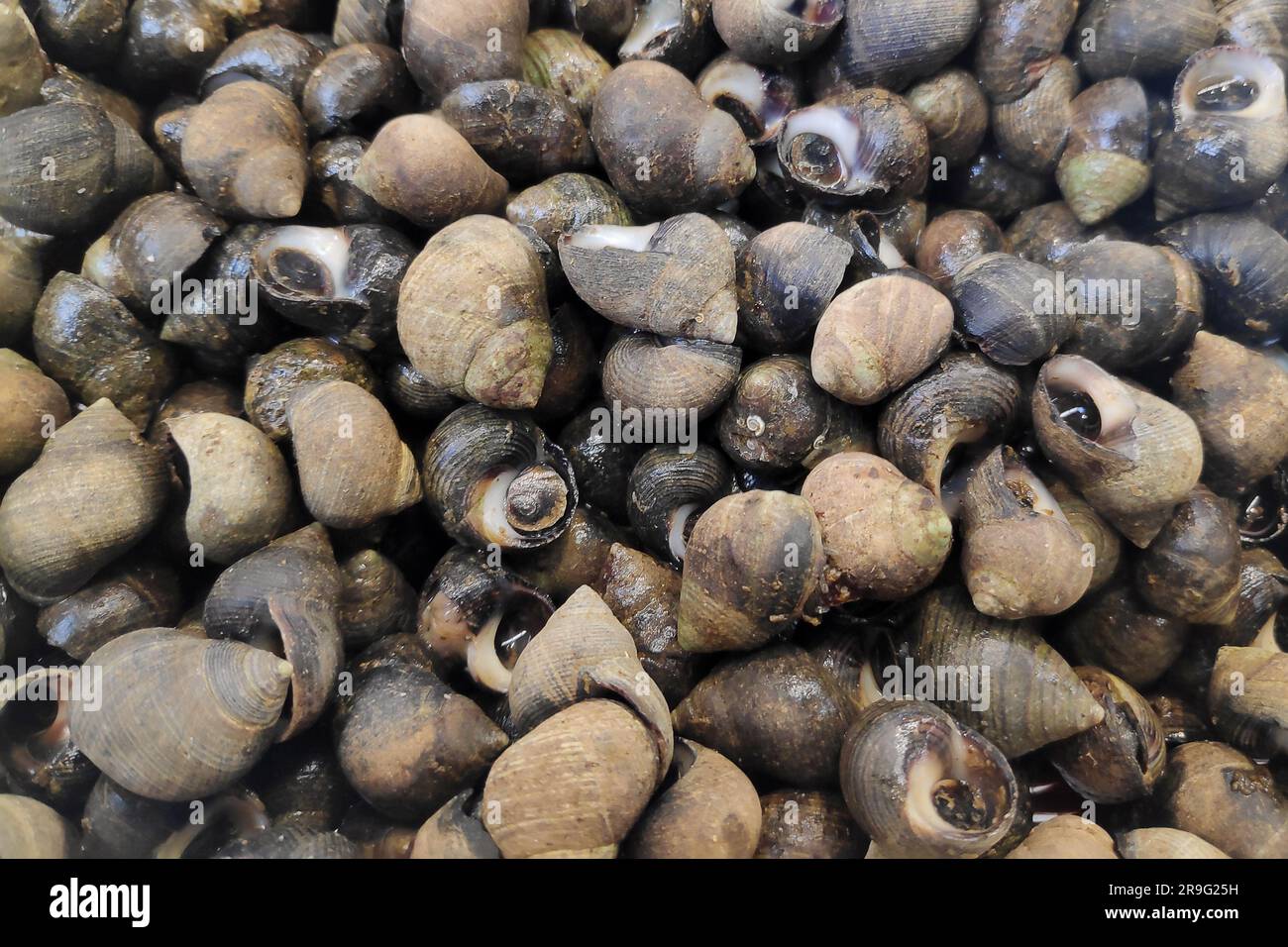A bunch of periwinkles for sale at a market stall. Stock Photo