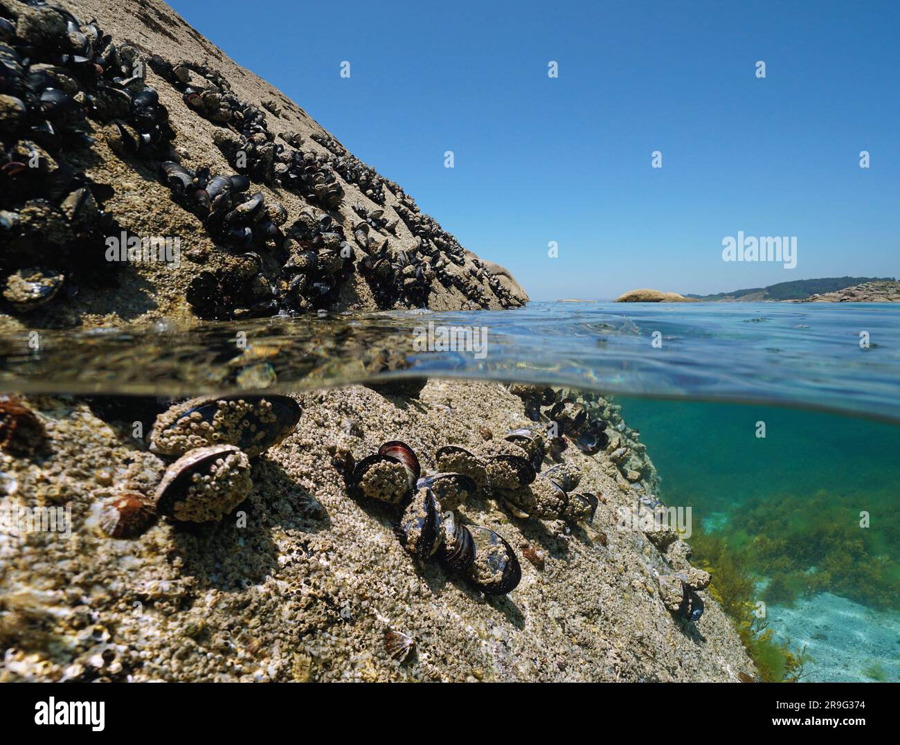 Mussels and barnacles on a rock on the sea shore, split level view over and under water surface, Atlantic ocean, Spain, Galicia Stock Photo