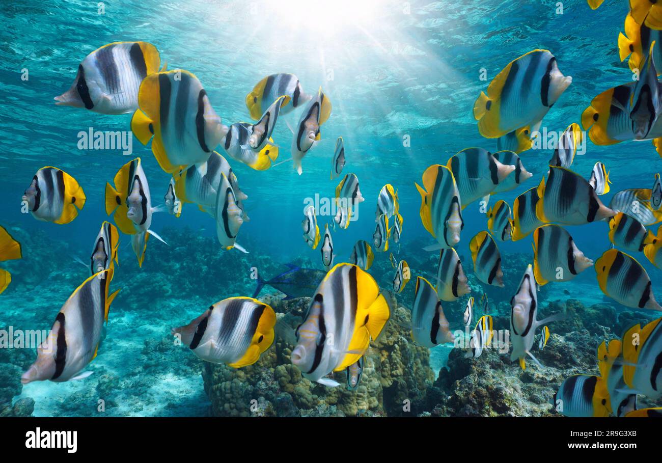 Tropical fish with sunlight underwater in the pacific ocean (shoal of Pacific double-saddle butterflyfish), French Polynesia Stock Photo