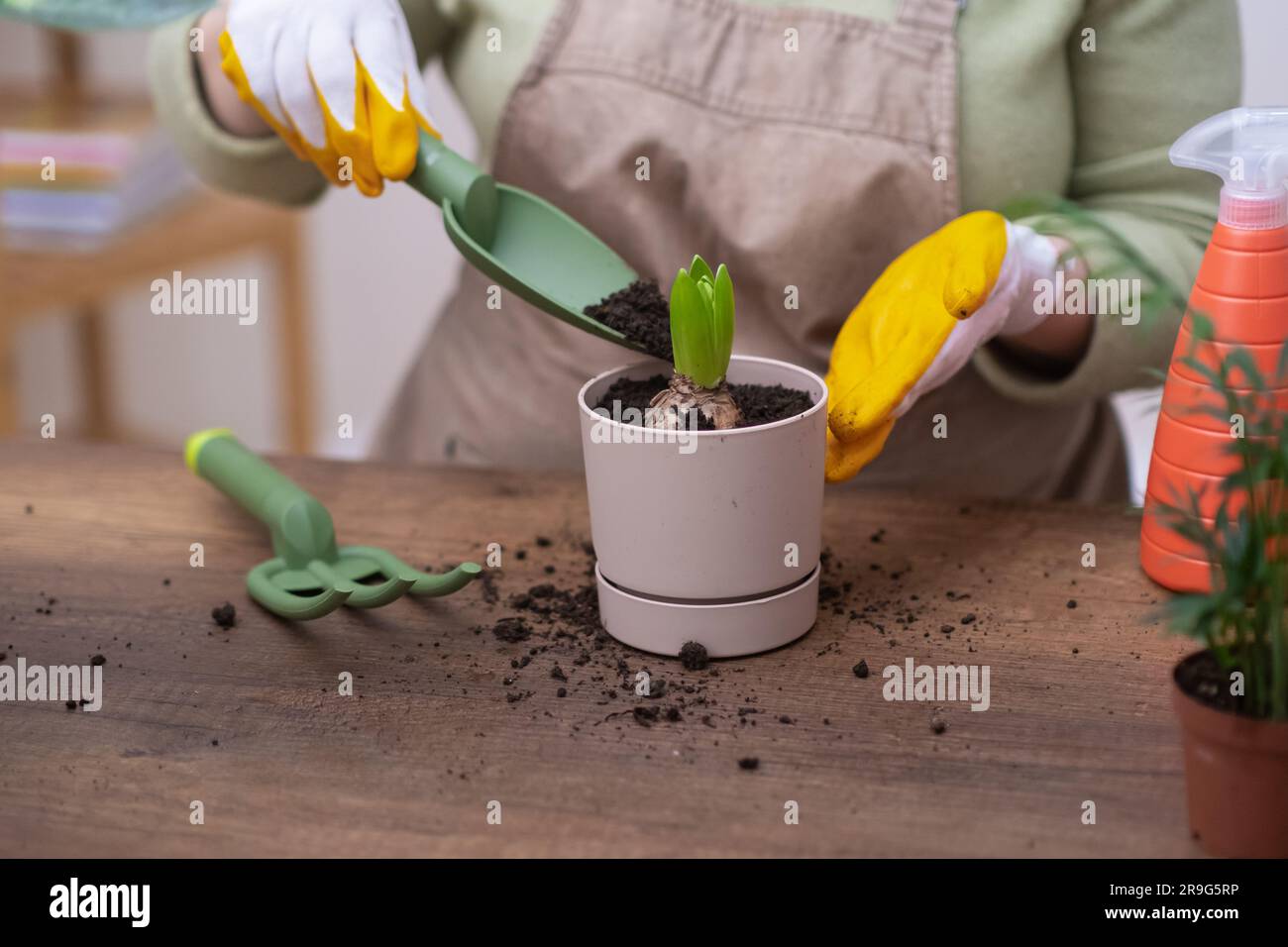 Benefits Of Fertilizing Woman Gardener In Apron Recently Transplanted benefits-of-fertilizing-woman-gardener-in-apron-recently-transplanted