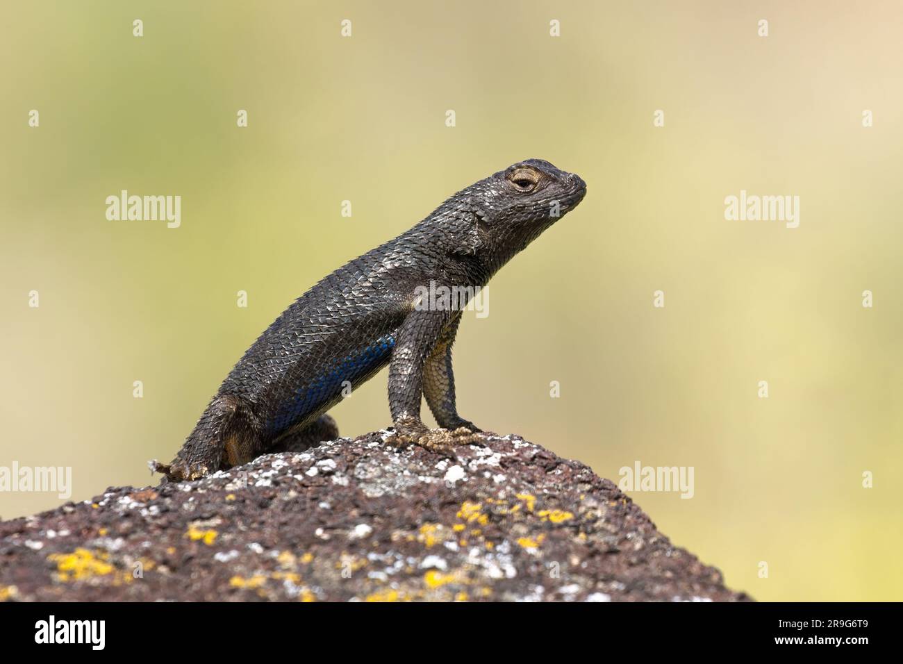 A close up photo of a small lizard standing up on its front legs on a small rock near Hagerman, Idaho. Stock Photo