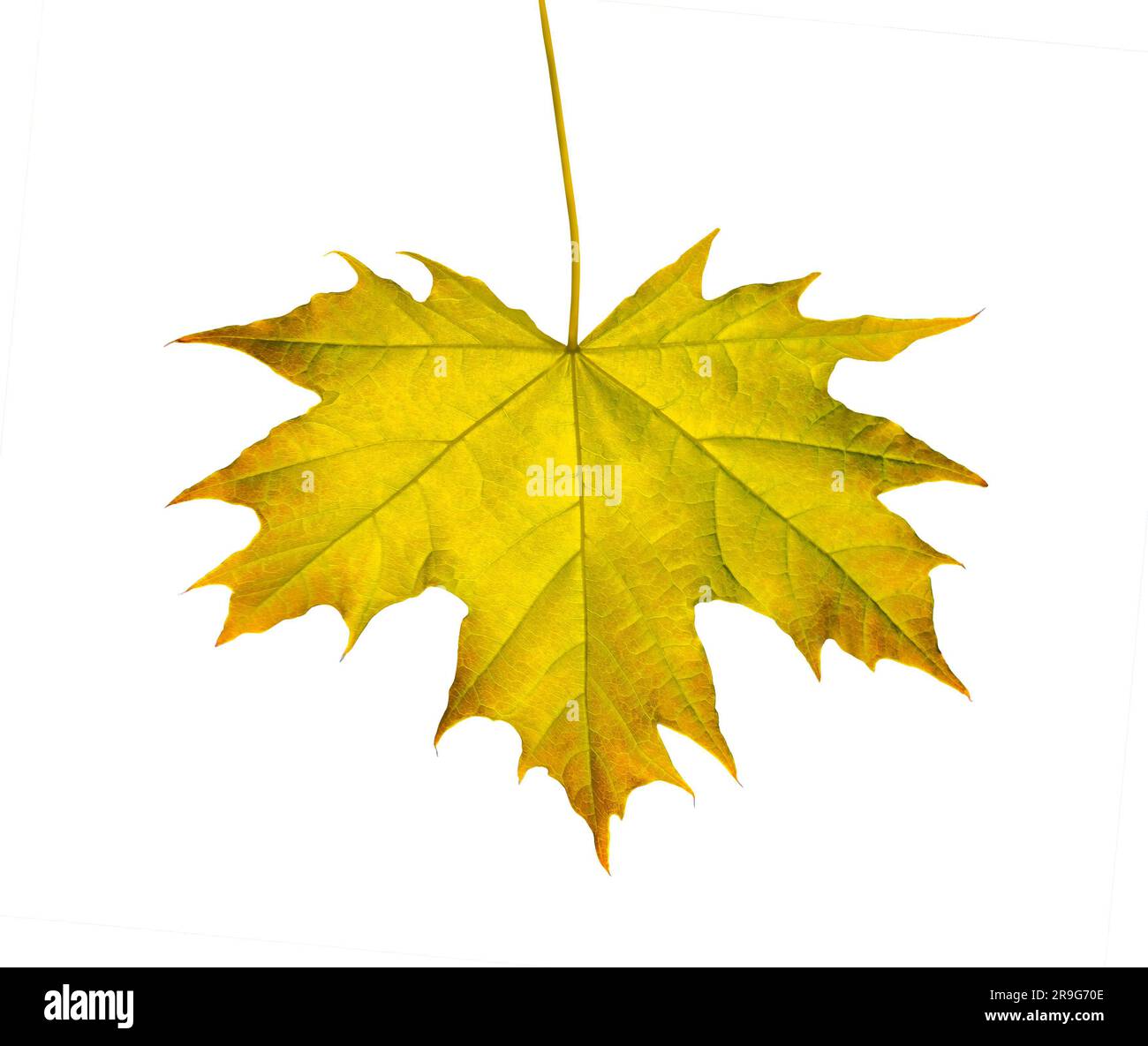 Yellow Maple leaf as an autumn symbol Isolated on white background ...