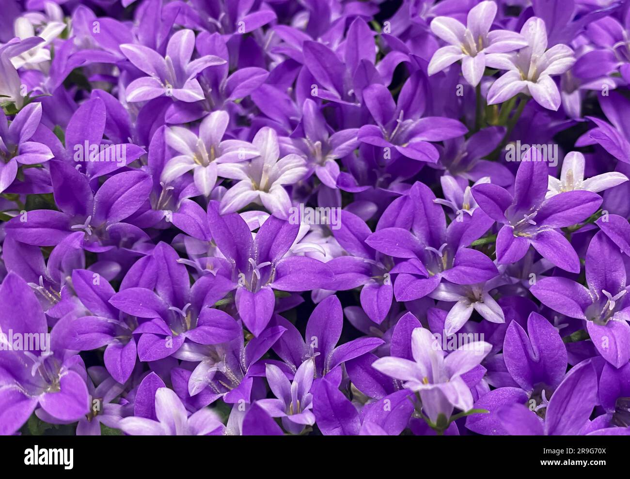 Purple flower Dalmatian Bellflower, Campanula portenschlagiana, close up background. Purple bell flowers in summer garden. Stock Photo