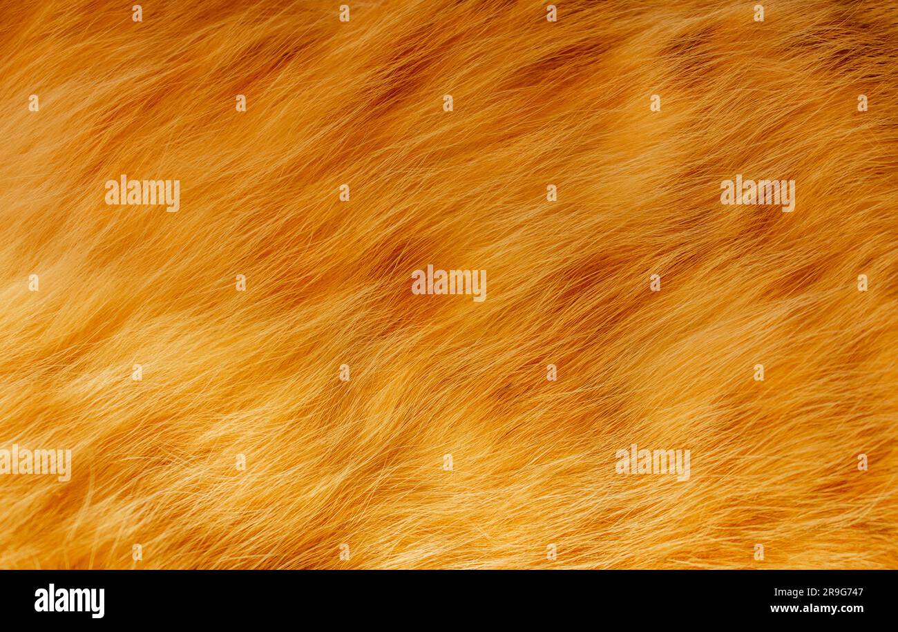 Cute ginger cat texture background. Close up shot of ginger tabby cat's fluffy fur. Stock Photo