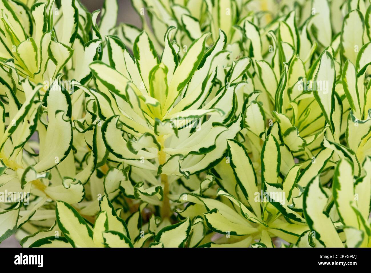 Daphne x burkwoodii 'Briggs Moonlight', Variegated, Leaves close up Stock Photo
