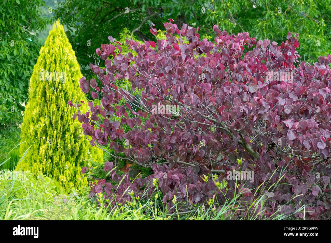 Purple Redbud Cercis canadensis 'Forest Pansy' June Garden Tree Conical Thuja Tree Back Cercis 'Forest Pansy' Nature Eastern Redbud Foliage Leaves Stock Photo