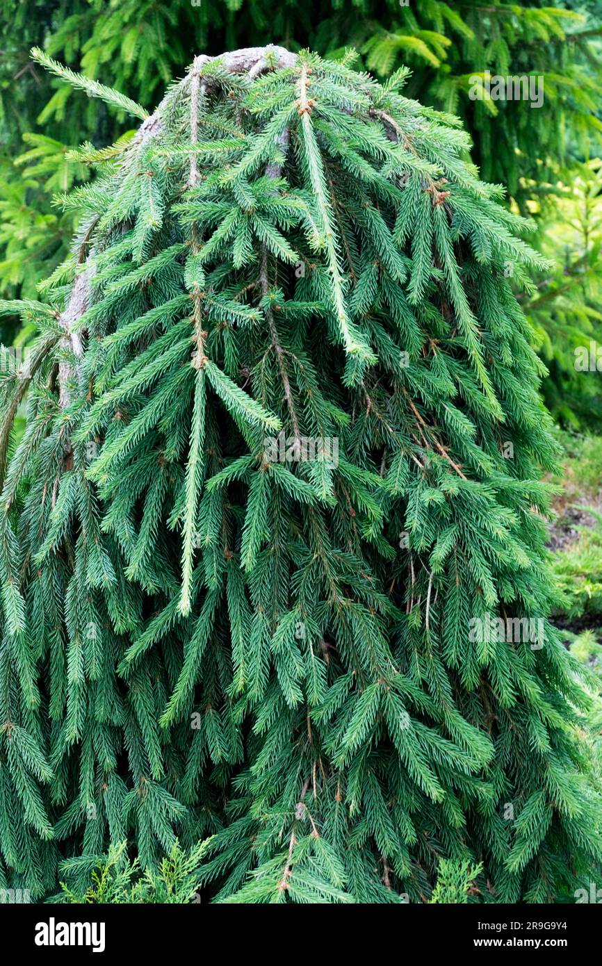 Norway spruce, Picea abies 'Frohburg' Stock Photo