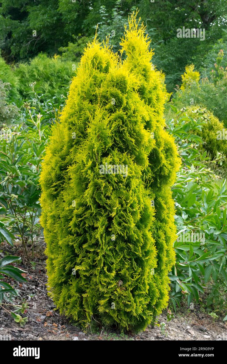 American Arborvitae, Thuja occidentalis 'Sunny Smaragd', Thuja, White Cedar Stock Photo