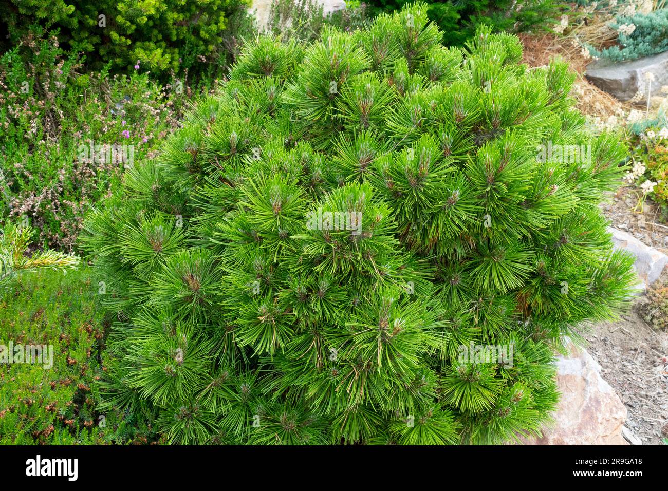 Bosnian Pine, Pinus heldreichii 'Smidtii' in garden Stock Photo