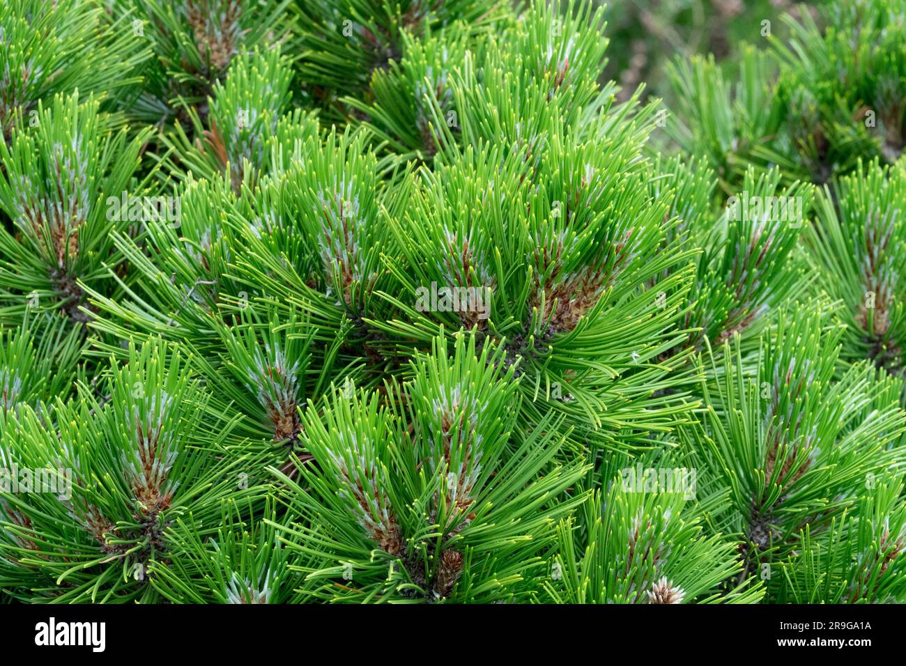 Bosnian Pine, Pinus heldreichii 'Smidtii' needles closeup Stock Photo
