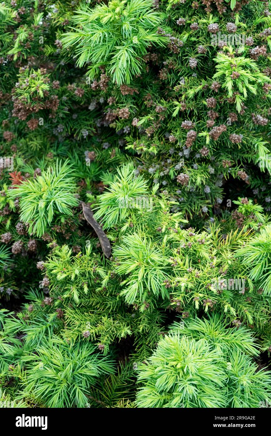 Sugi, Japanese cedar, Cryptomeria japonica 'Monstrosa Nana', June, Growth Stock Photo