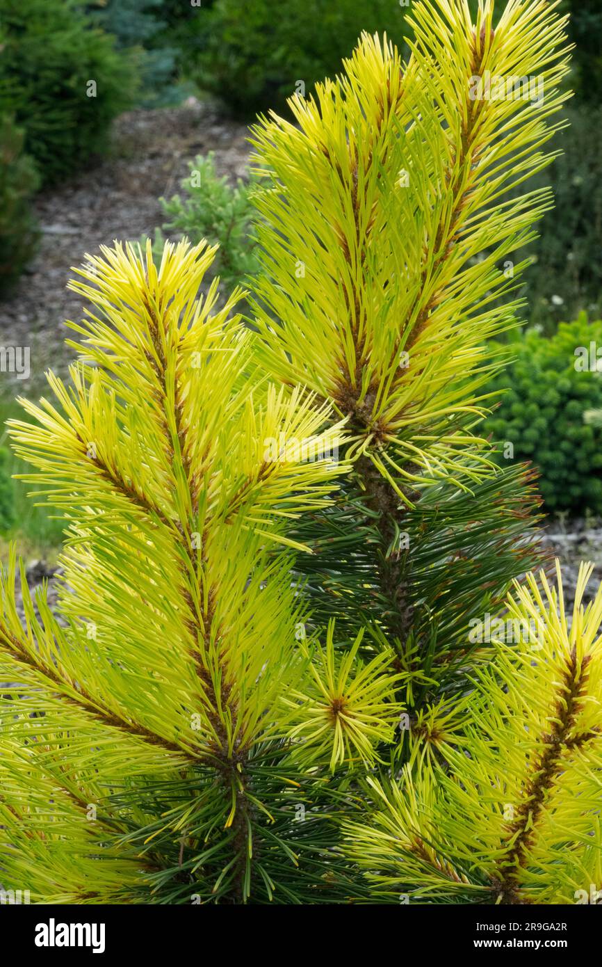 Pinus contorta var. latifolia ‘Taylor’s Sunburst’ Pinus foliage Stock Photo