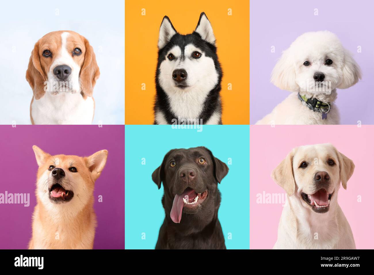 Collage with different dogs on color background Stock Photo - Alamy