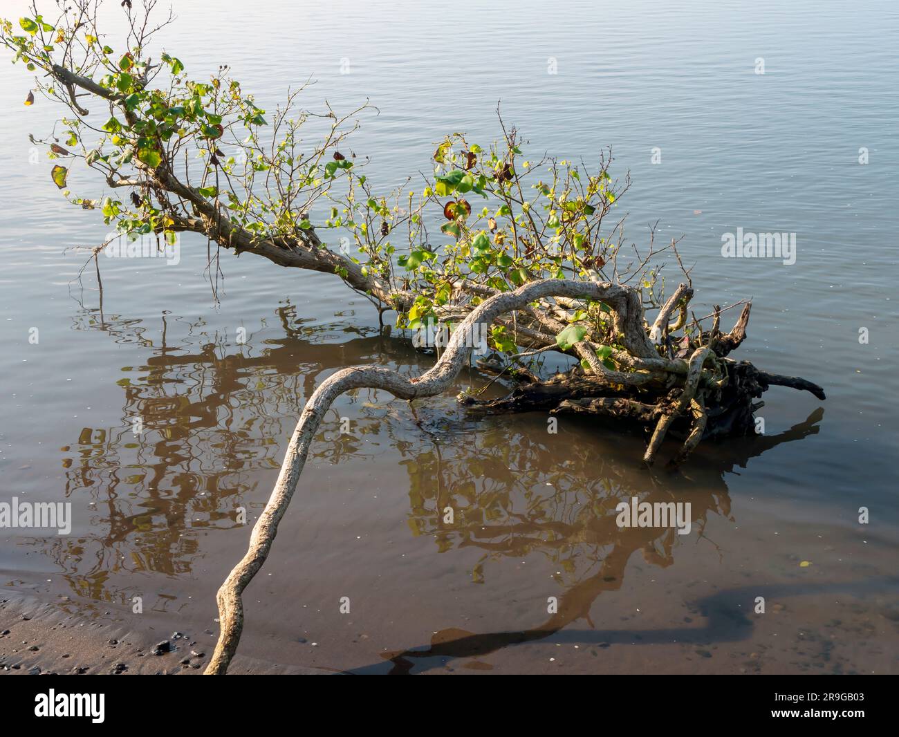 Hibiscus tree (Hibiscus tiliaceus) on the water, on the south coast of ...