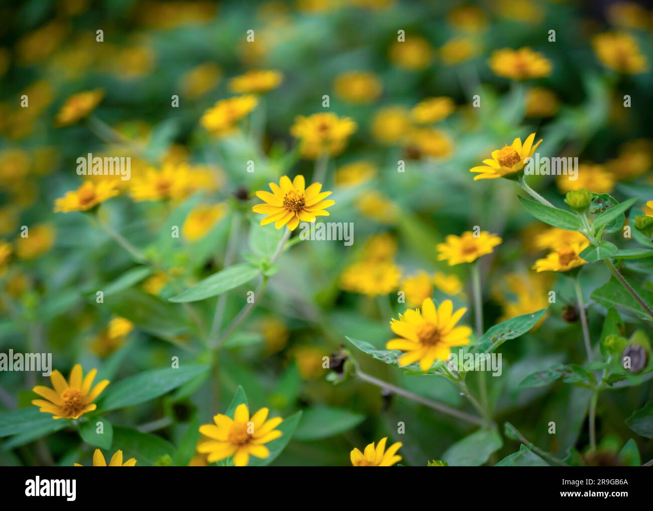 Melampodium Butter Daisy, mini sun flower, yellow flower Rudbeckia, Heliopsis helianthoides, blooming toward the sky, in shallow focus Stock Photo