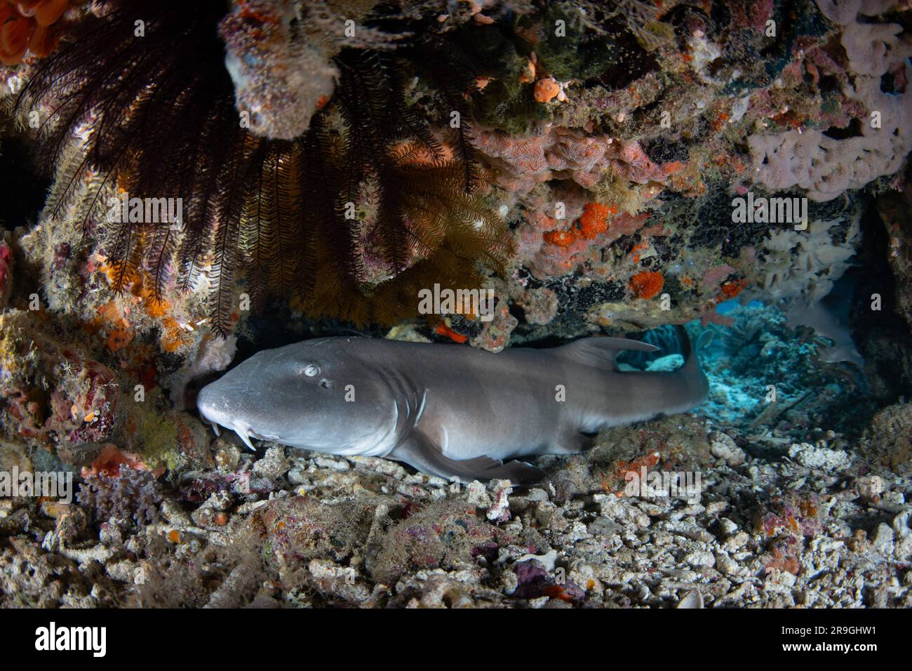 A nocturnal Brownbanded bamboo shark, Chiloscyllium punctatum, rests on a coral reef in Komodo National Park, Indonesia. Stock Photo