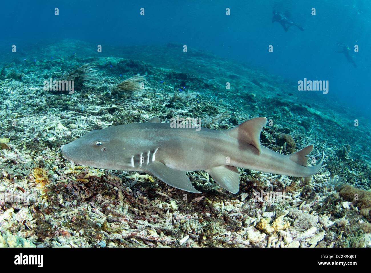 An adult Brownbanded bamboo shark, Chiloscyllium punctatum, swims over