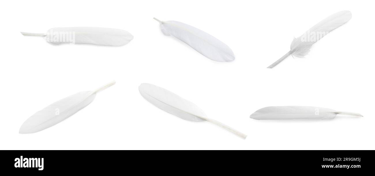 Set with beautiful feathers on white background Stock Photo - Alamy