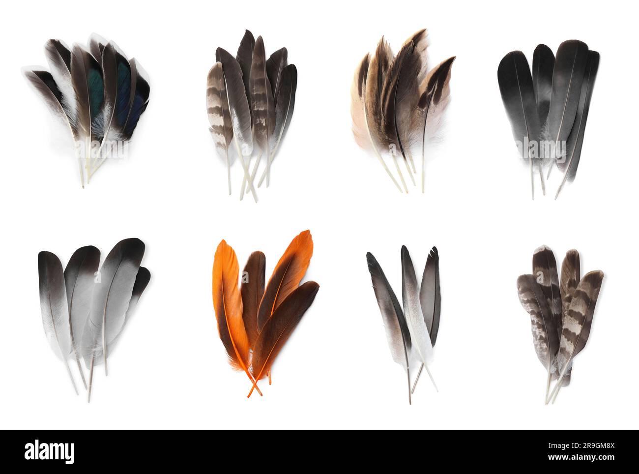 Set with different beautiful feathers on white background Stock Photo ...