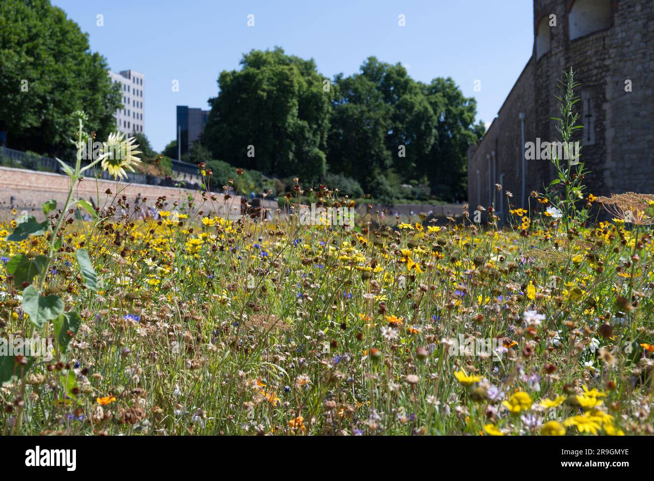 Superbloom 2022 the wild flowers in the Tower of London moat Stock