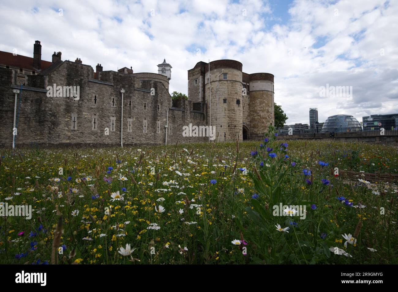 Superbloom 2022 the wild flowers in the Tower of London moat Stock