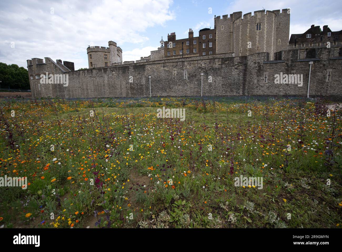 Superbloom 2022 the wild flowers in the Tower of London moat Stock
