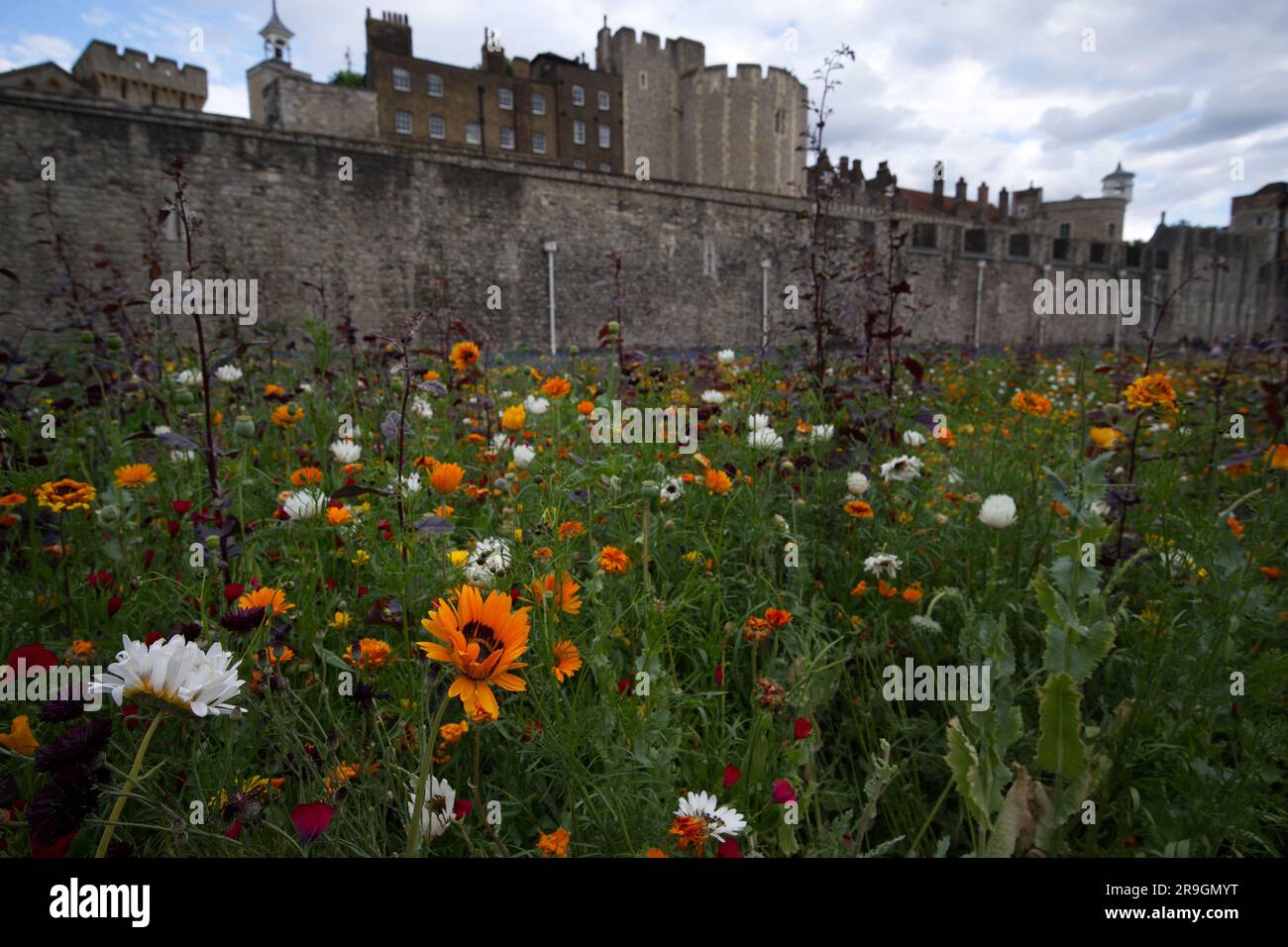Superbloom 2022 the wild flowers in the Tower of London moat Stock