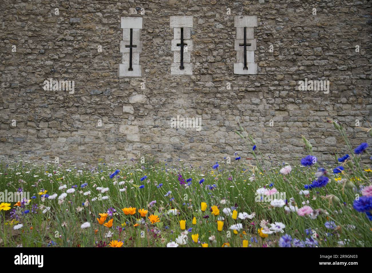 Superbloom 2022 the wild flowers in the Tower of London moat Stock