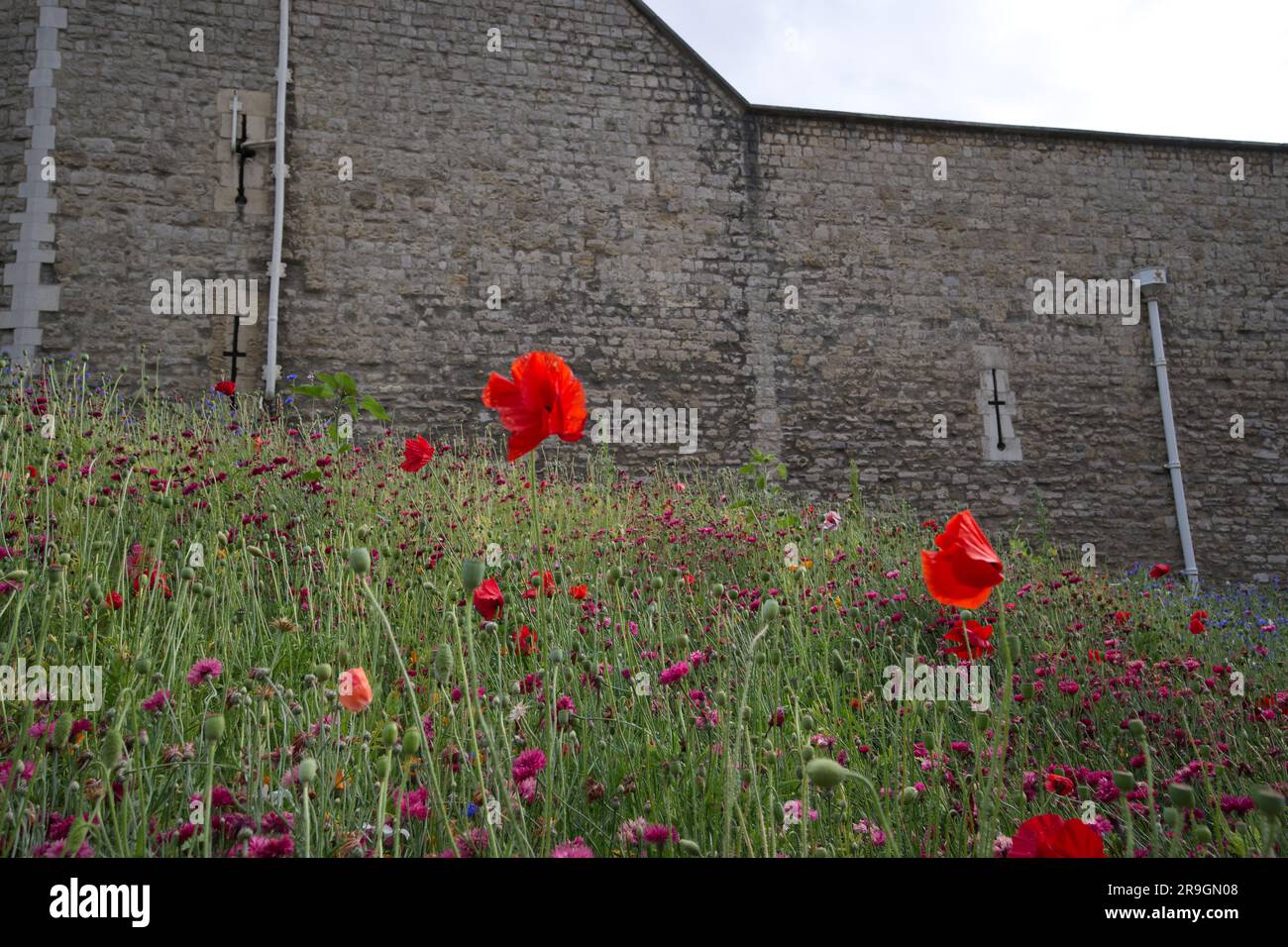 Superbloom 2022 the wild flowers in the Tower of London moat Stock