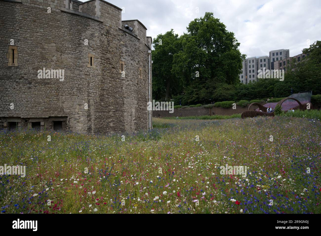 Superbloom 2022 the wild flowers in the Tower of London moat Stock