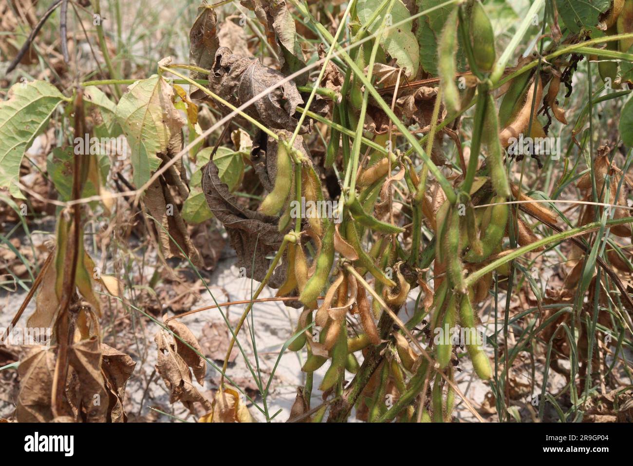 ripe soybean on tree in farm for oil harvesting are cash crops Stock