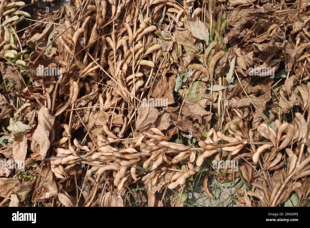 ripe soybean on tree in farm for oil harvesting are cash crops Stock Photo Alamy