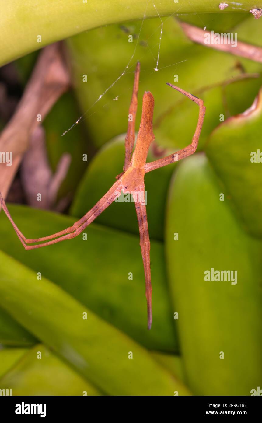Rufous Net-Casting Spider, Deinopsis subrufa Stock Photo - Alamy
