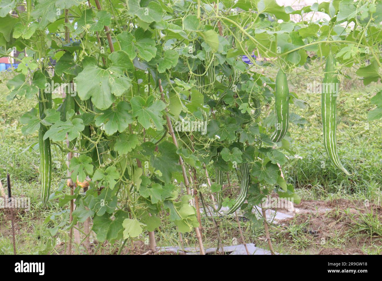 Healthy Snake Gourd On Tree In Farm For Harvest Are Cash Crops Stock 