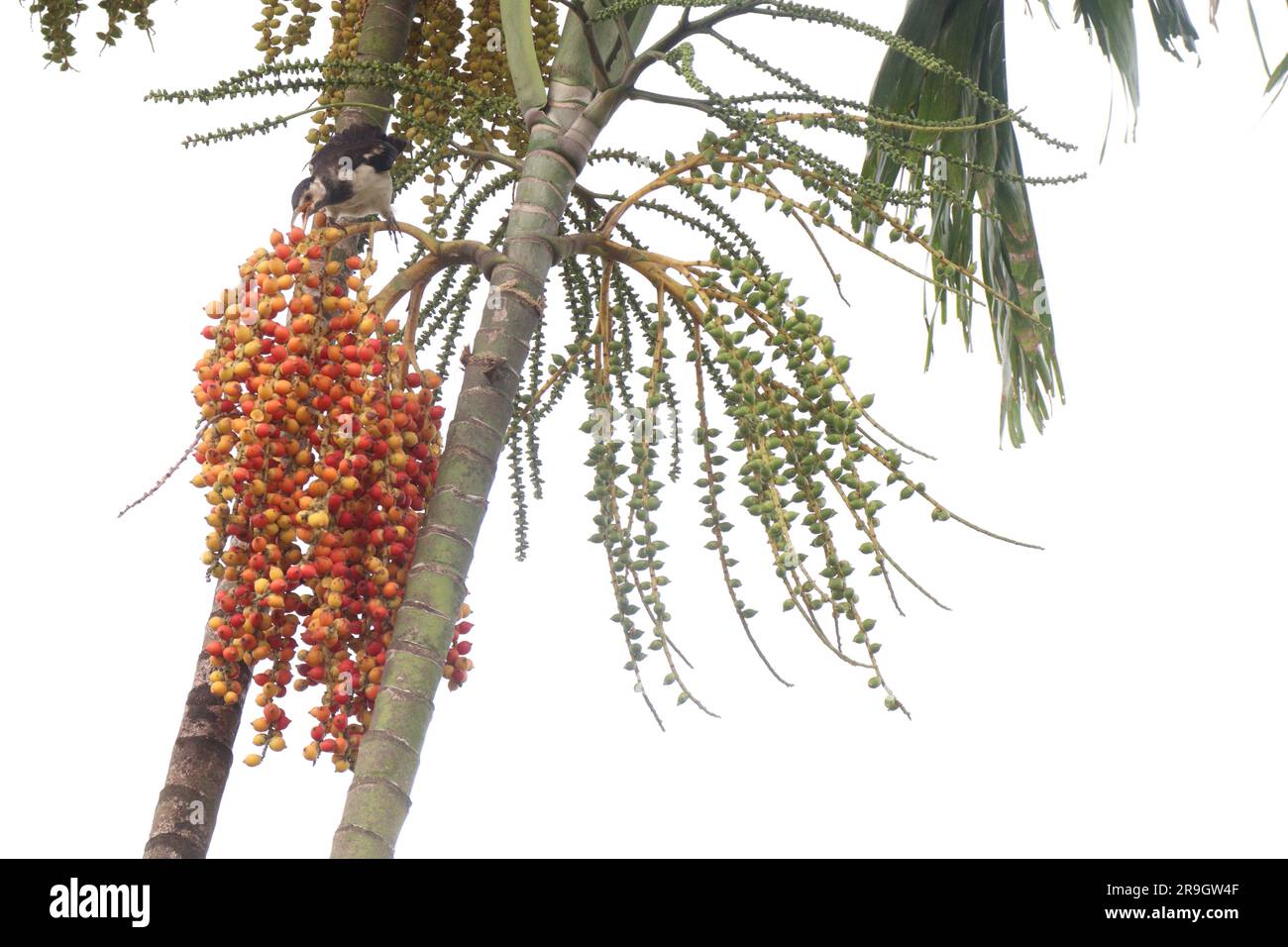 Red Areca Nut Palm on tree for nice nature Stock Photo