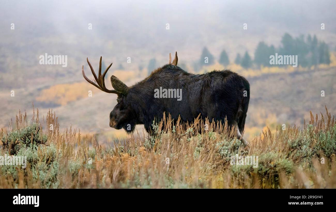 A solitary adult bull moose (Alces alces), walking through sagebrush in Jackson Hole, Wyoming, USA, in early morning mist. Stock Photo